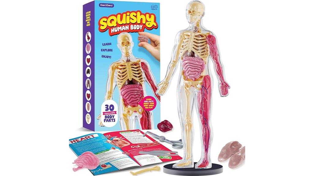 kids squishy anatomy model